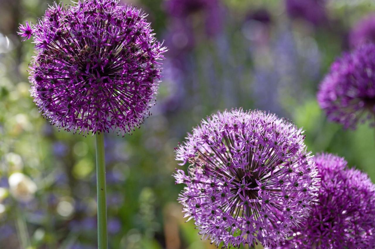 福塔岛Spa酒店 Fota 外观 照片 Allium
